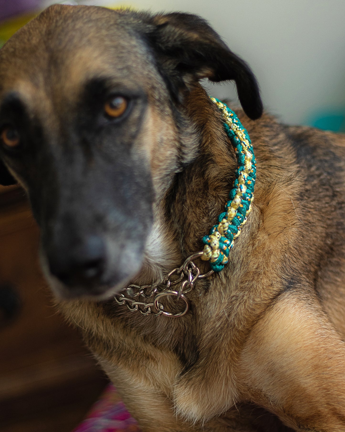 Macrame Martingale Collar | Emerald & Gold