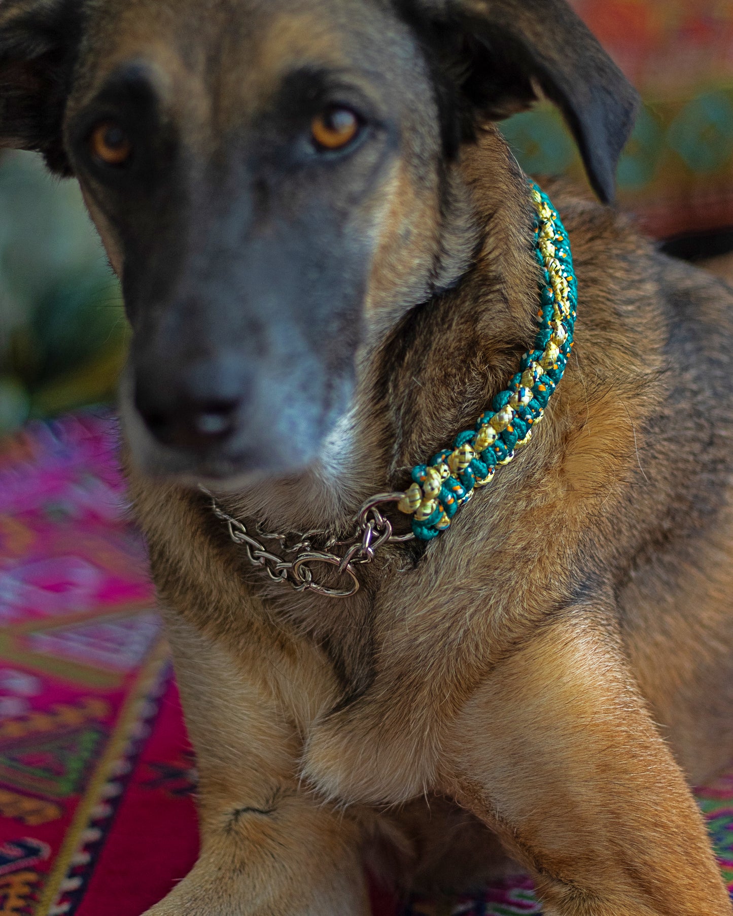 Macrame Martingale Collar | Emerald & Gold