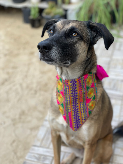 Embroidered Doggy Bandana