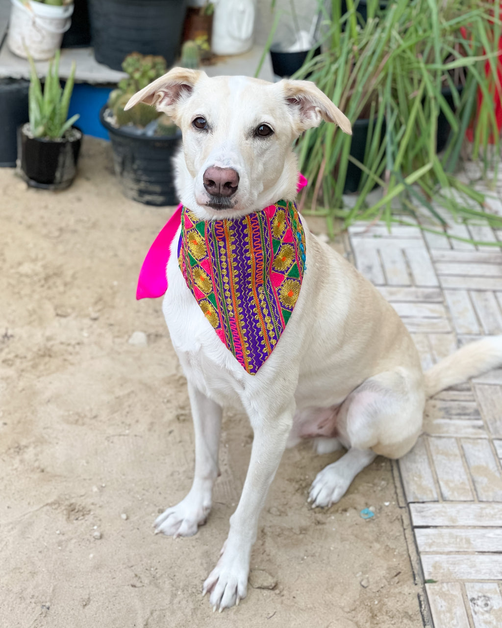Embroidered Doggy Bandana