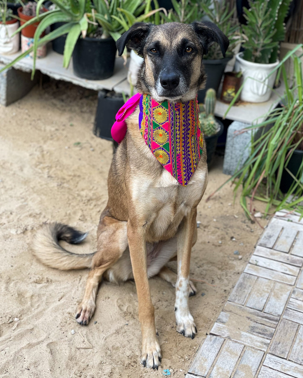 Embroidered Doggy Bandana