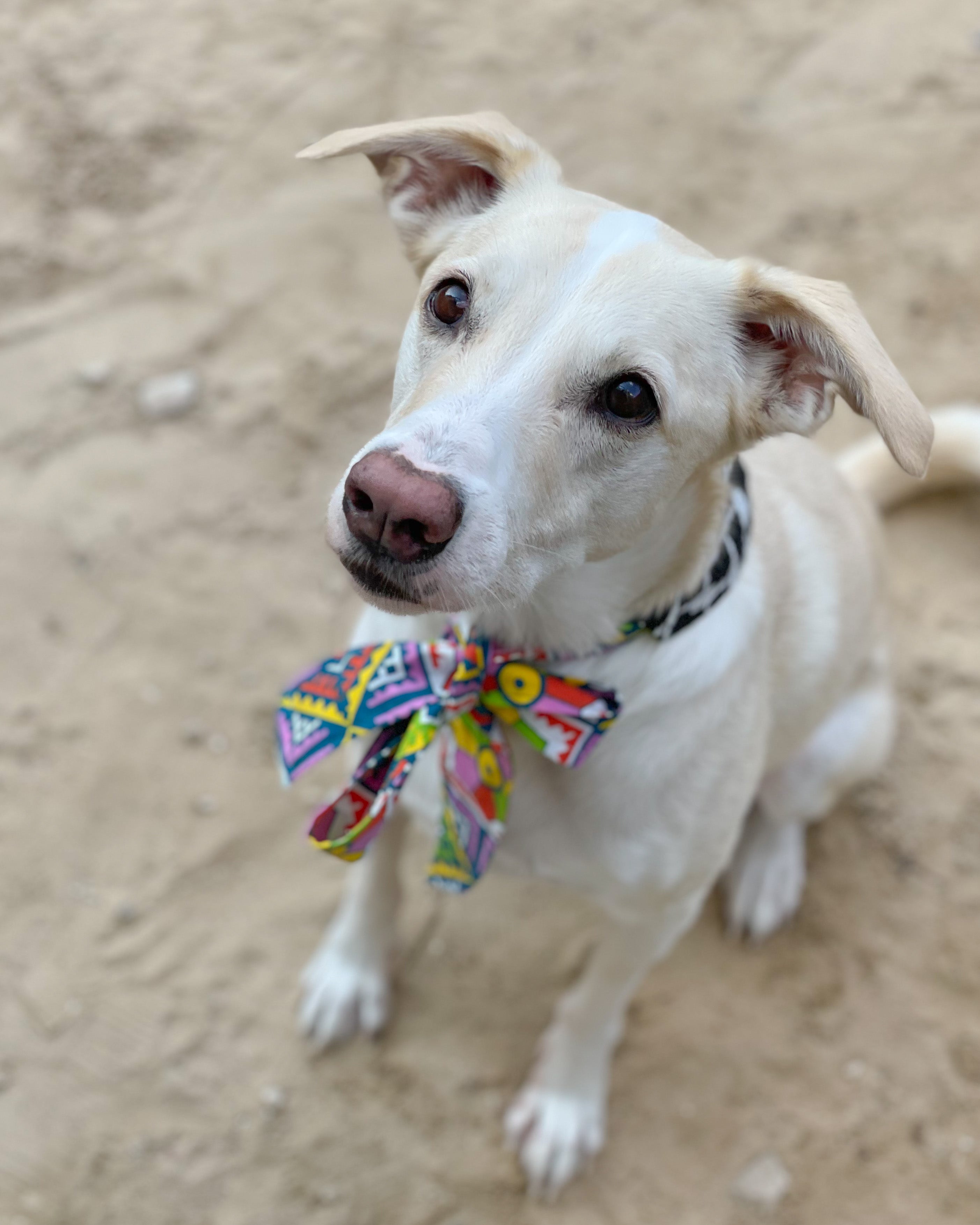 Khamsa Doggy Bandana